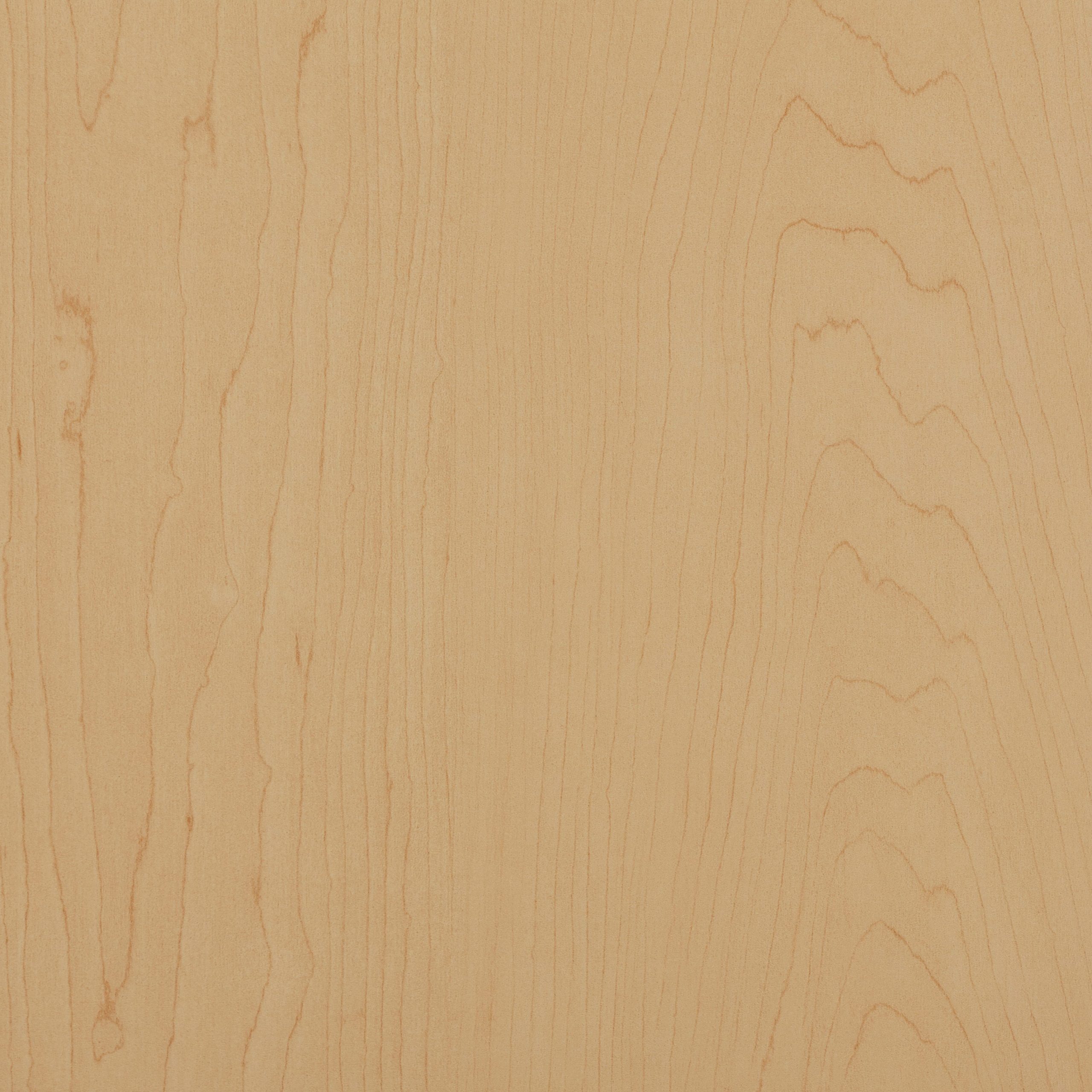 Light blonde natural hard maple wood veneer swatch. Consistent subtle grain wood panels manufactured locally in the Lower Mainland for B2B professionals.